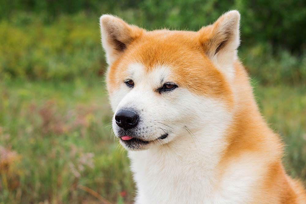 Akita inu