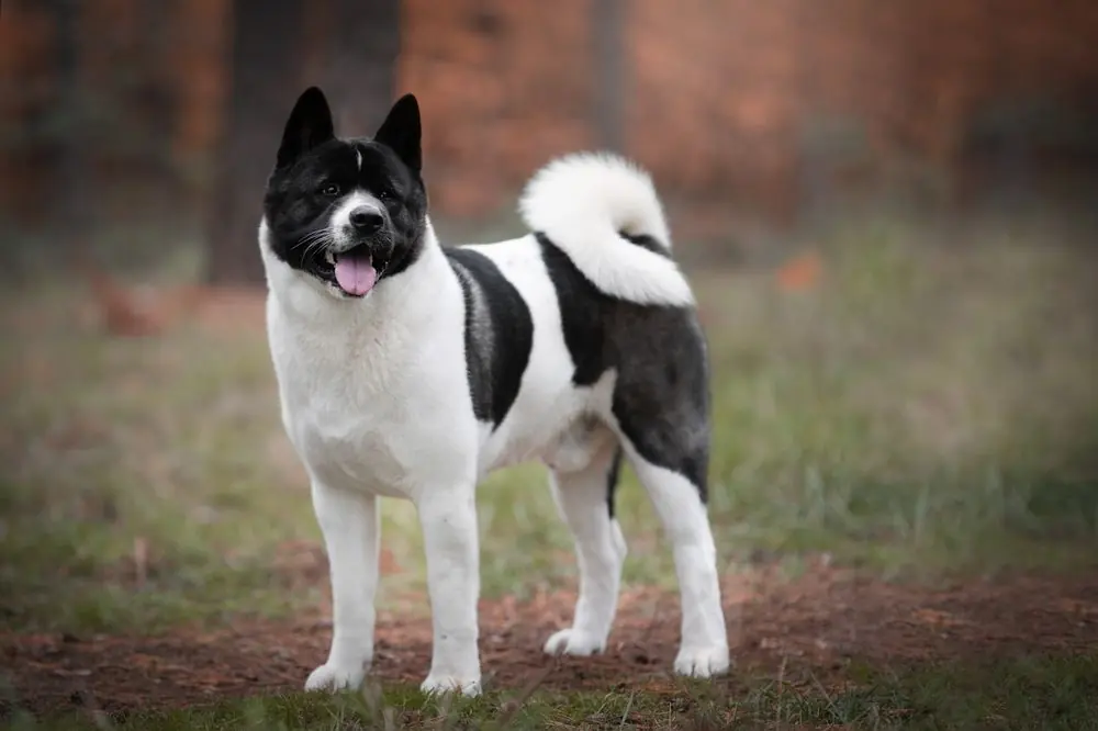 Akita Américain. Caractéristiques, Caractère et Soins
