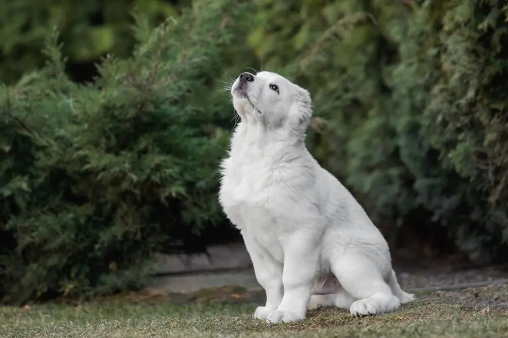 Perro Alabai. Características, Cuidados y Carácter