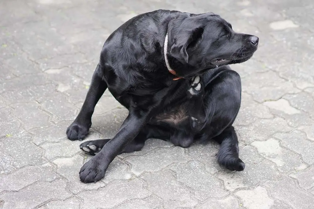 Alergias en perros: Síntomas y Tratamiento