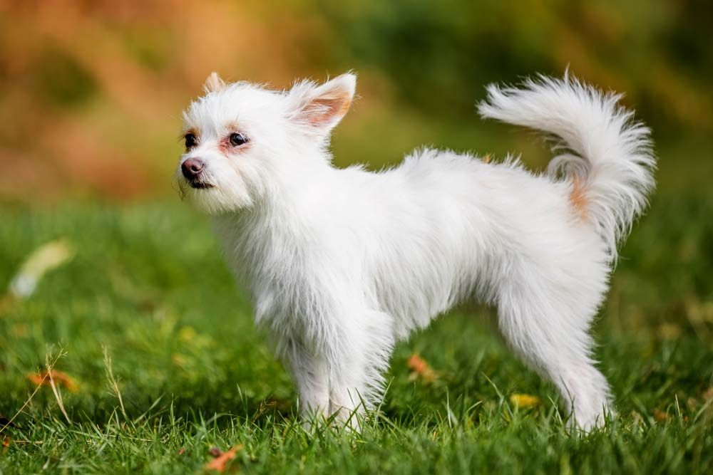 Alimentacion Chorkie
