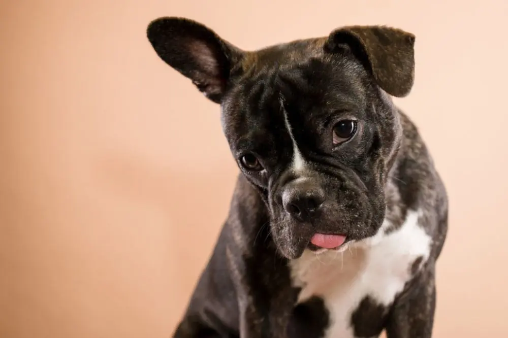 Alimentation appropriee pour le Frenchton