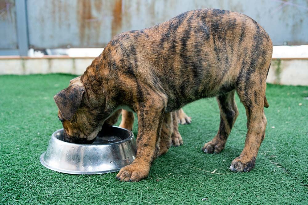 Chien de grande taille devant une gamelle pleine.