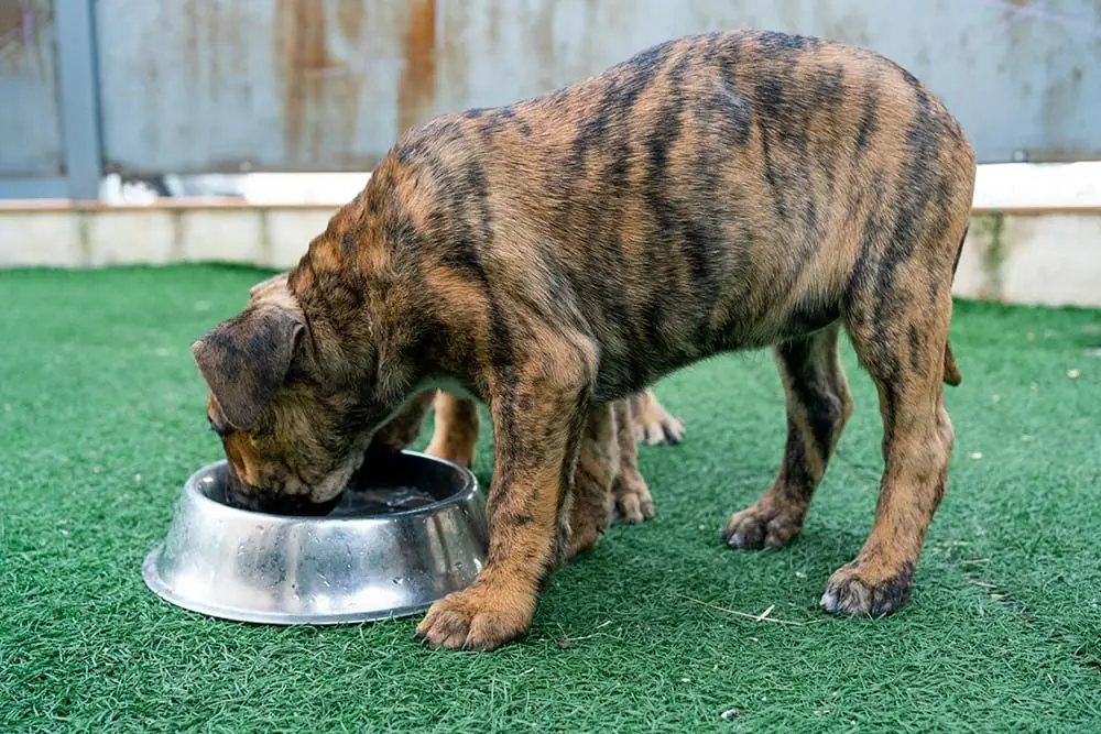 Chien de grande taille devant une gamelle pleine.