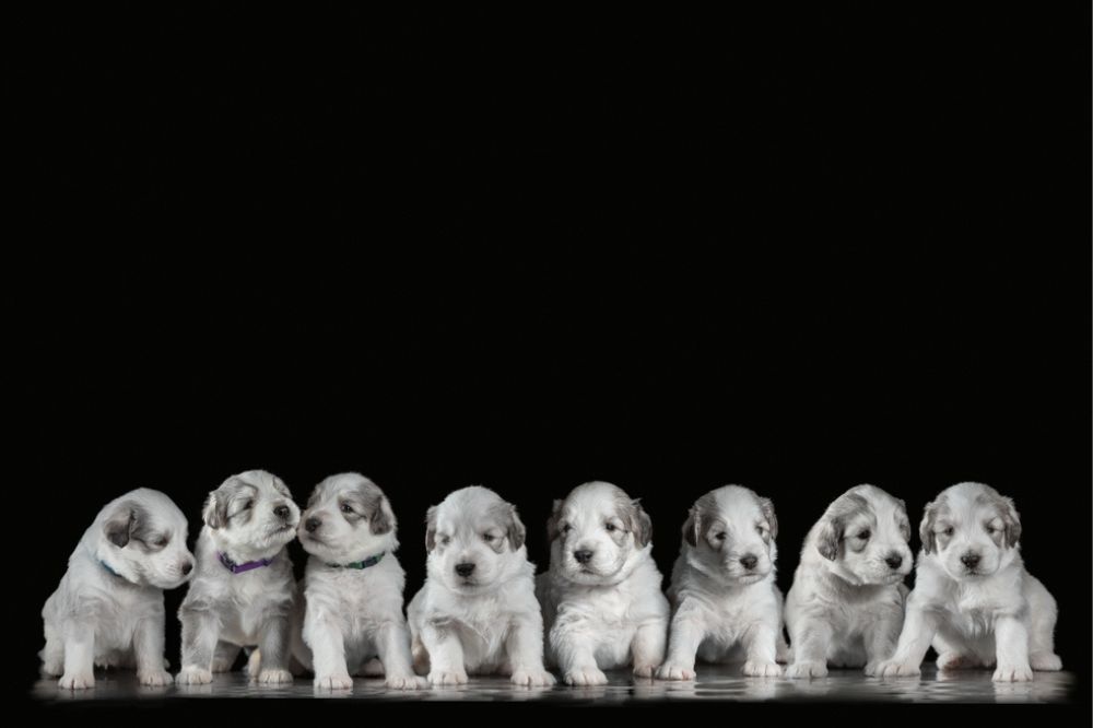 Alimentation du Berger de Russie meridionale