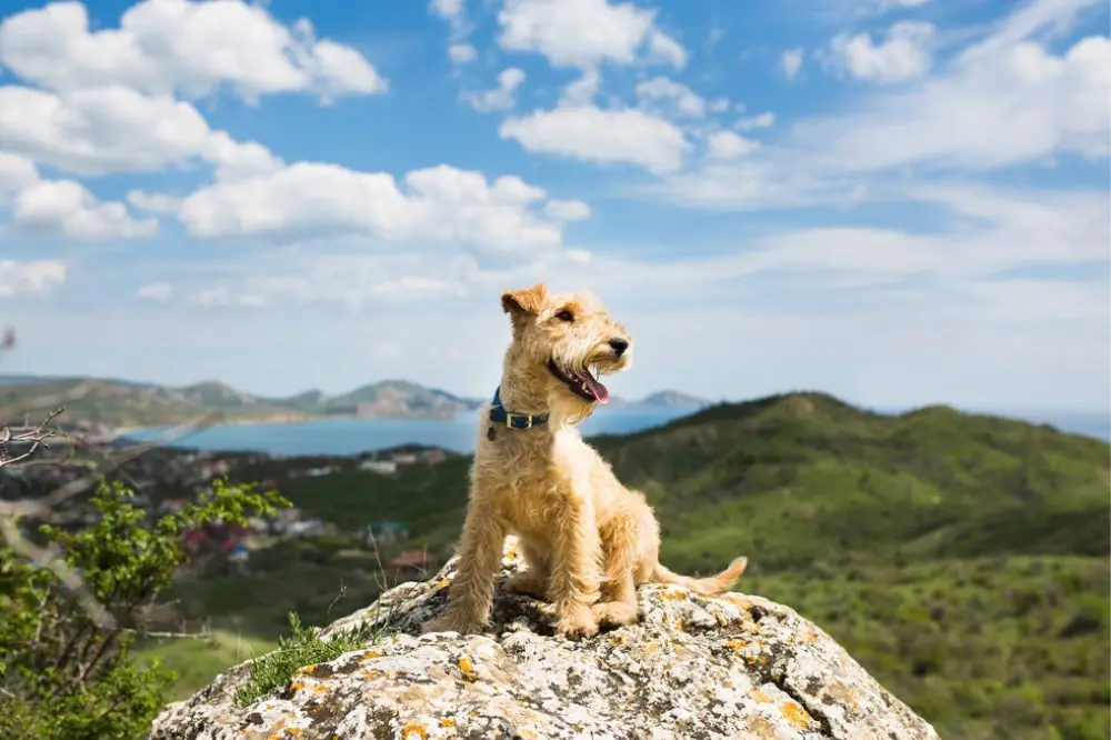 Alimentation du Lakeland terrier