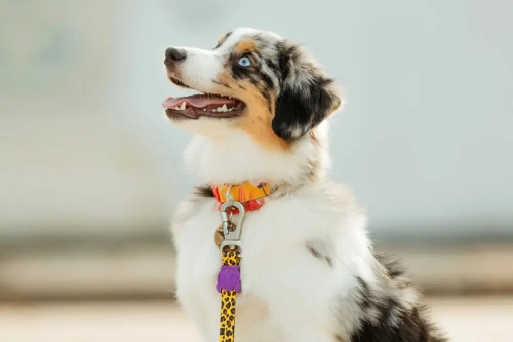 Alimentation du berger americain