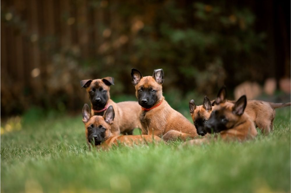 Alimentation pour le pasteur belge Malinois