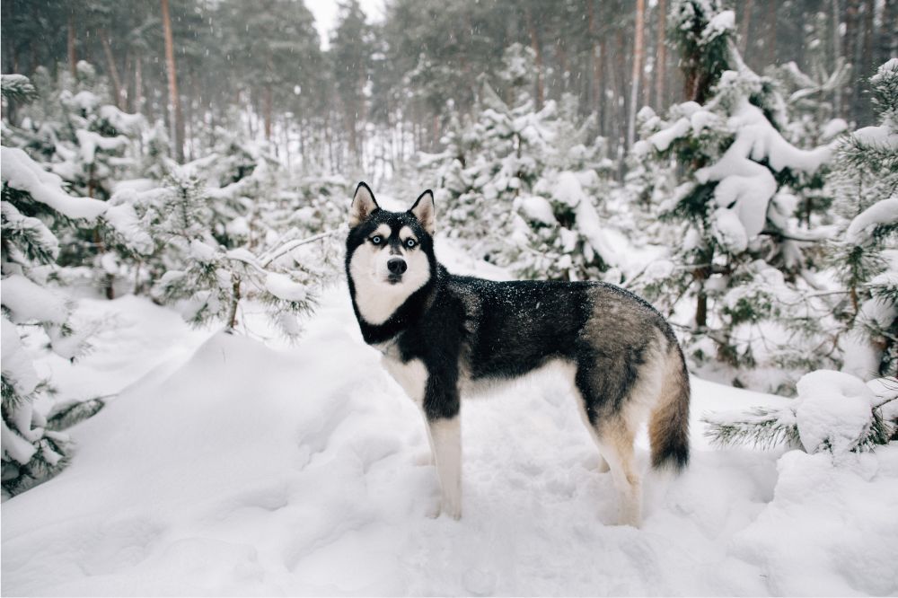 Allenamento e disciplina