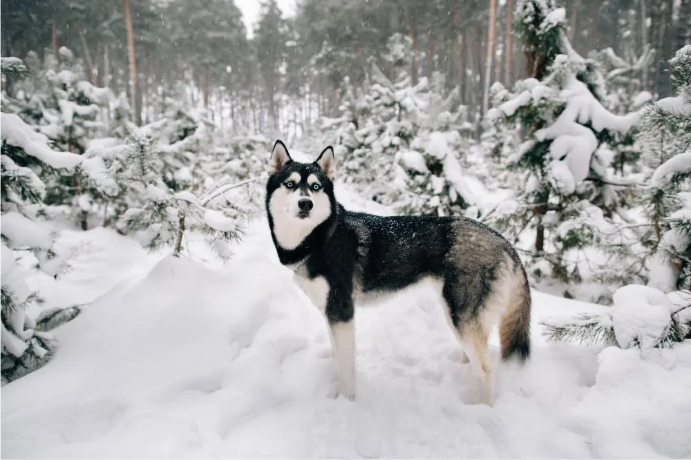 Allenamento e disciplina
