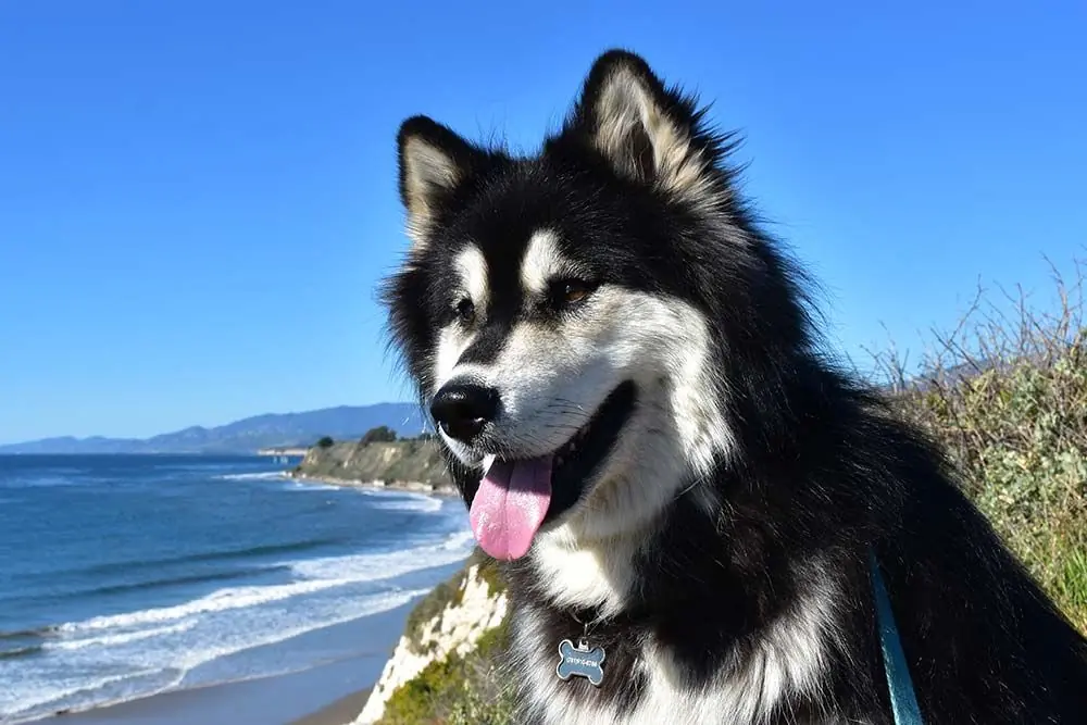 Alusky: características, cuidados, alimentación y carácter