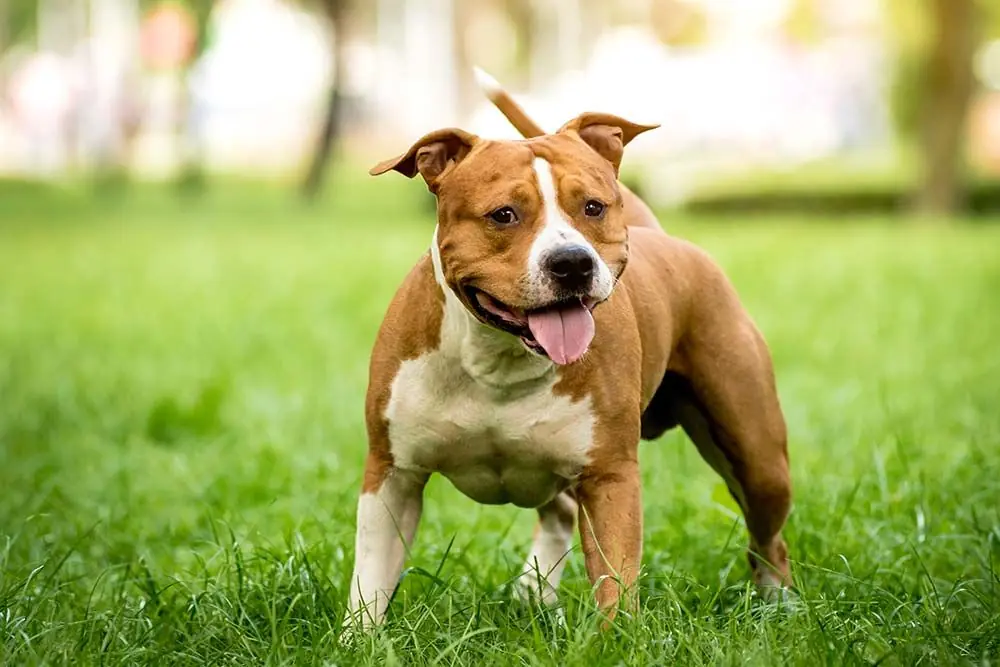 American staffordshire terrier: características, cuidados, alimentación y carácter