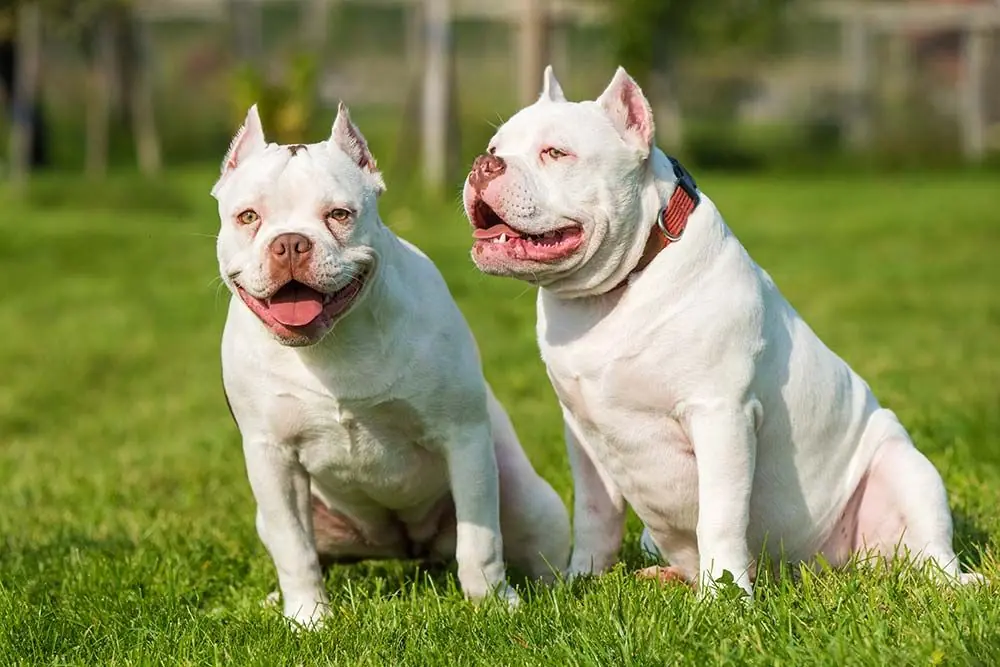American bully: características, cuidados, alimentación y carácter