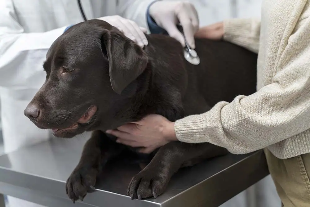 Anemia nei cani: come riconoscerla e come affrontarla