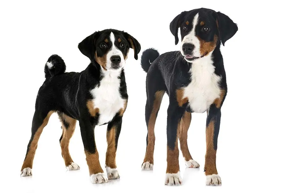 Appenzeller o perro boyero de Appenzell: características, cuidados, alimentación y carácter