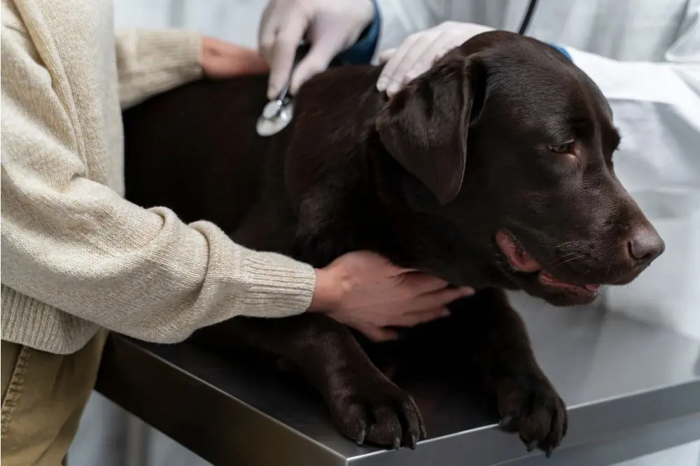 Apres les feux dartifice