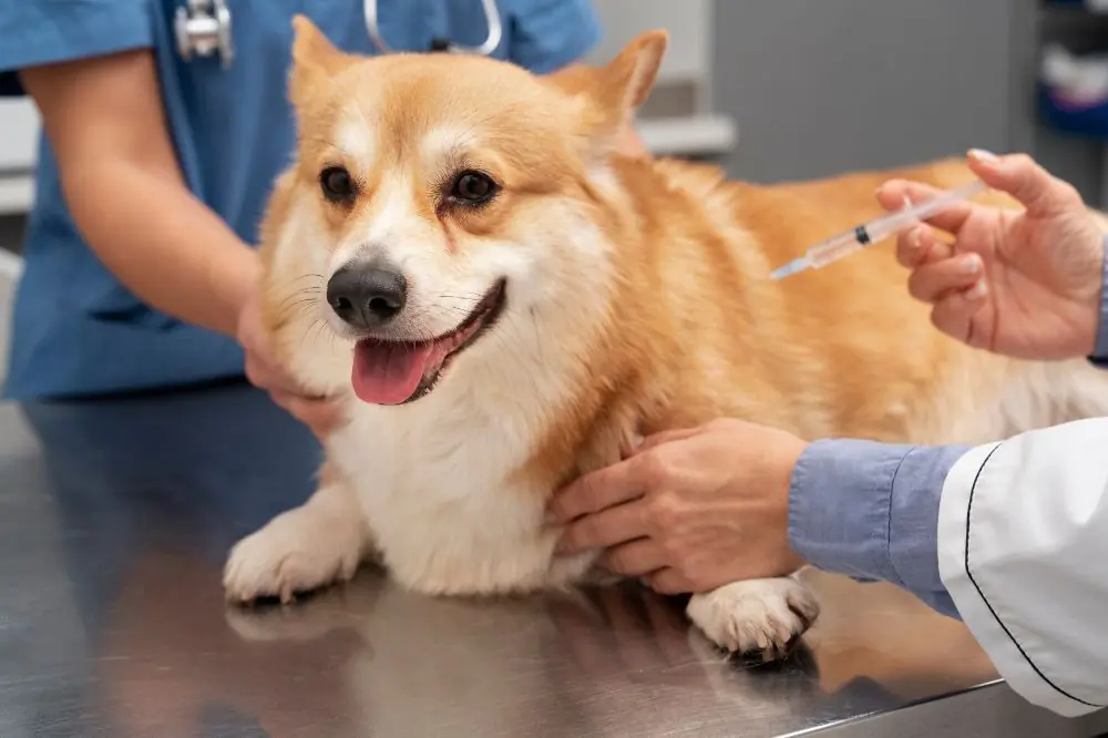 Avantages de la sterilisation et de la castration sur la sante du chien