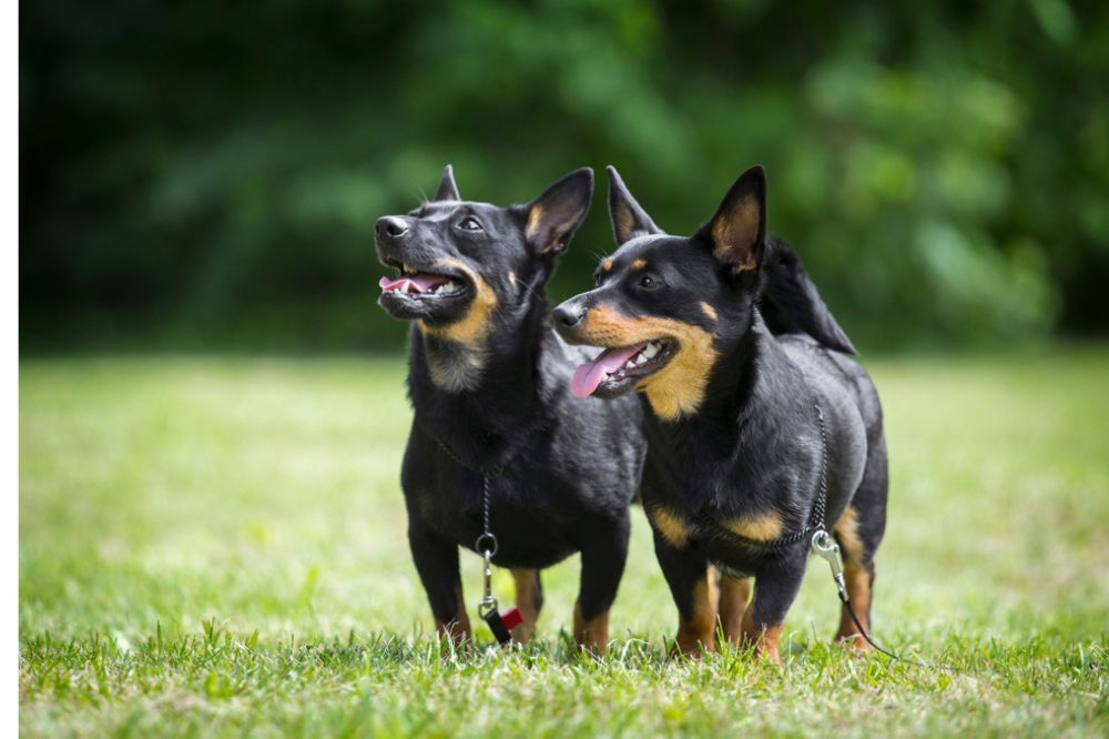 Avez vous besoin dun regime alimentaire special Quels nutriments la race a t elle besoin