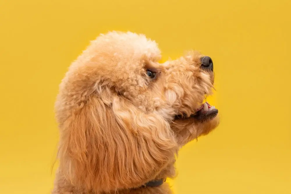 Barboncino o Poodle eleganza e ingegno