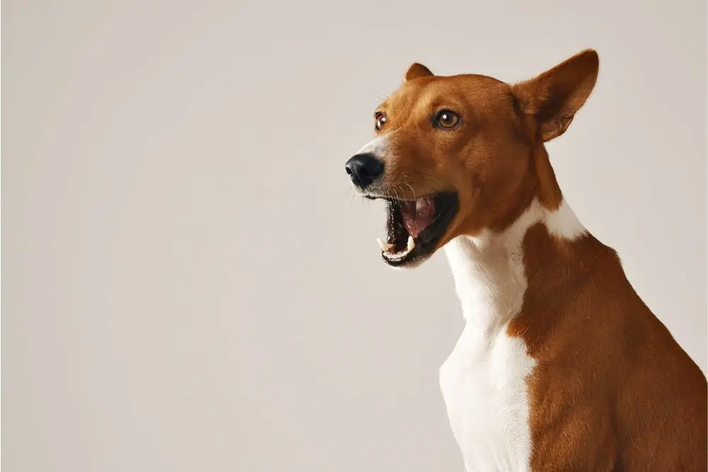 Basenji il cane che non abbaia