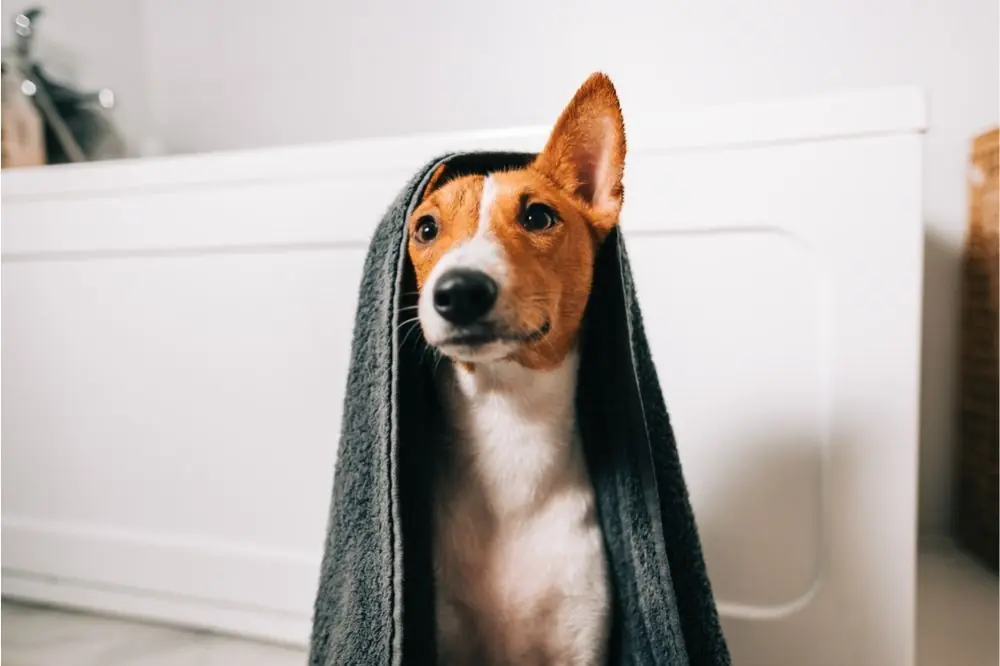 Basenji. Características, Cuidados y Carácter