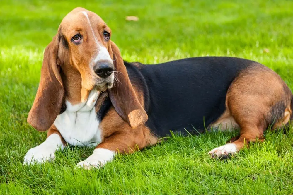 Basset Hound. Características, Cuidados y Carácter