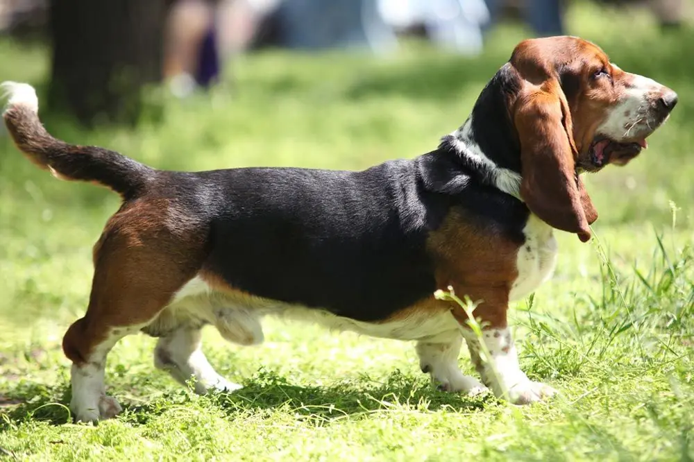 Basset artesiano normando o basset artesiano de Normandía. Características, Cuidados y Carácter