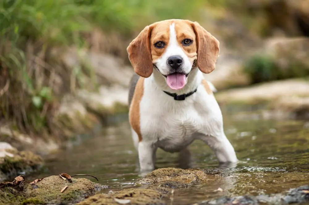 Beagle: Características, Cuidados y Carácter