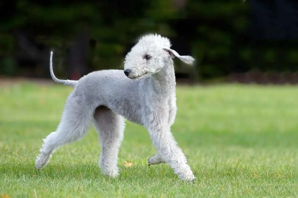 Bedlington terrier caracteristicas cuidados alimentacion caracter
