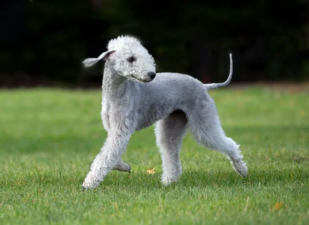 Bedlington Terrier. Caractéristiques, caractère et soins