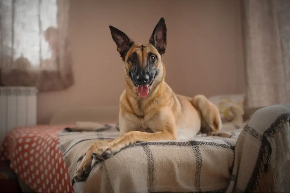 Berger Belge Malinois: Caractéristiques, Caractère et Soins