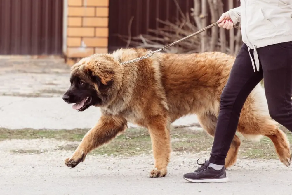 Berger du Caucase ou Chien de Berger du Caucase: Caractéristiques, Caractère et Soins