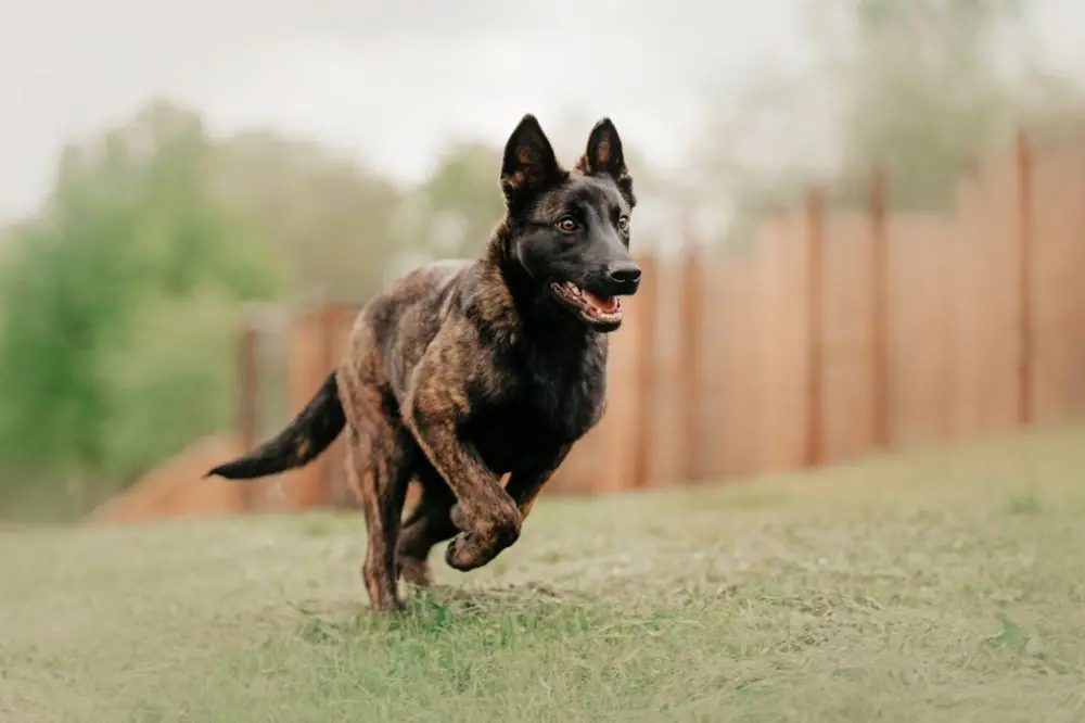Berger Hollandais: Caractéristiques, Caractère et Soins