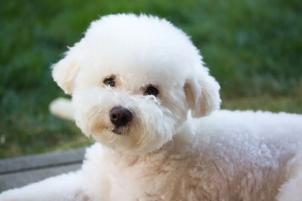 Bichón Boloñés. Características, Cuidados y Carácter