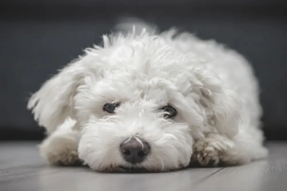 Bichon Frisé. Caractéristiques, caractère et soins