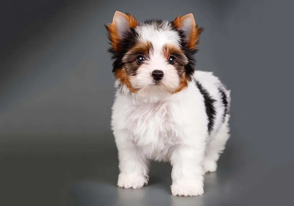 Biewer yorkshire terrier Comment est le temperament de la race