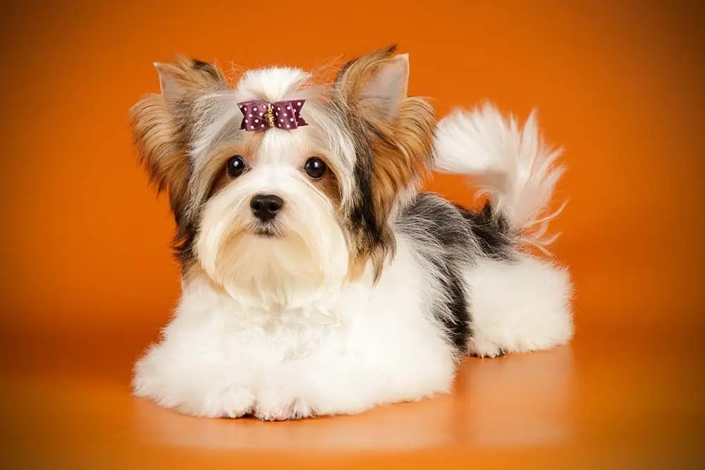 Biewer yorkshire terrier Prenez bien soin de votre fourrure