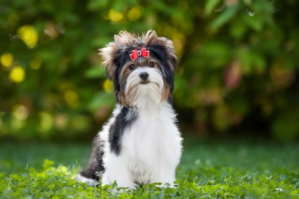 Biewer yorkshire terrier: características, cuidados, alimentación y carácter