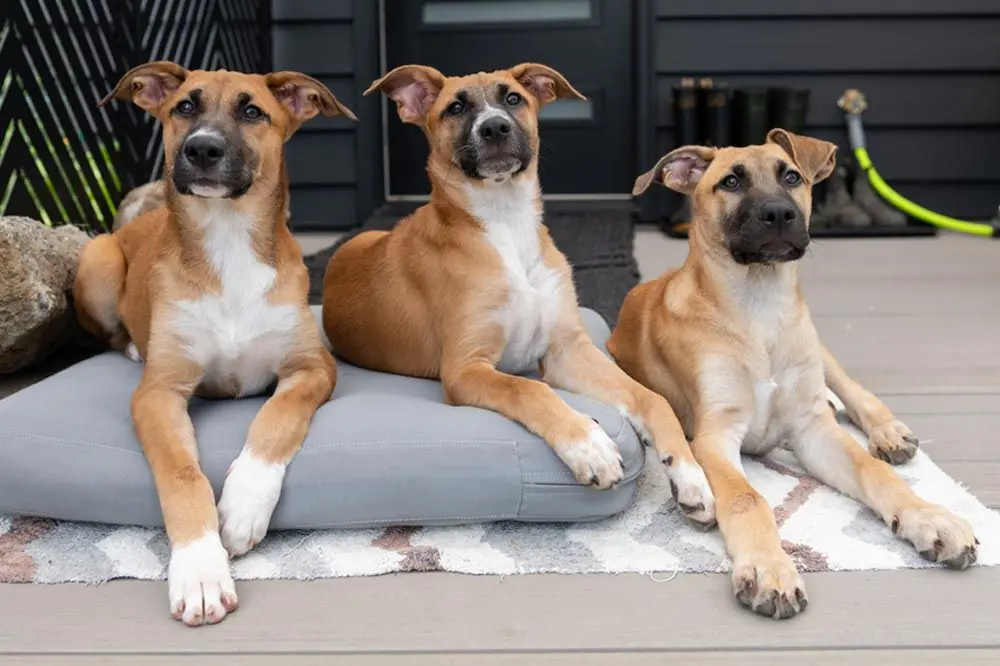 Black Mouth Cur. Características, Cuidados y Carácter