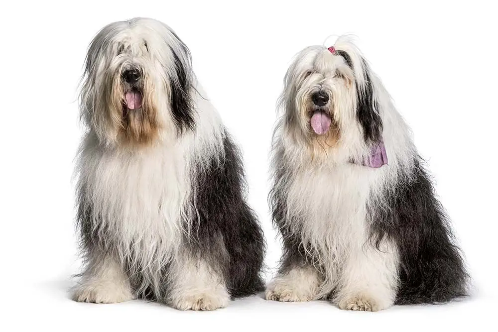 Bobtail o viejo pastor inglés: características, cuidados, alimentación y carácter