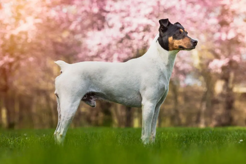 Bodeguero andaluz o ratonero andaluz. Características, Cuidados y Carácter