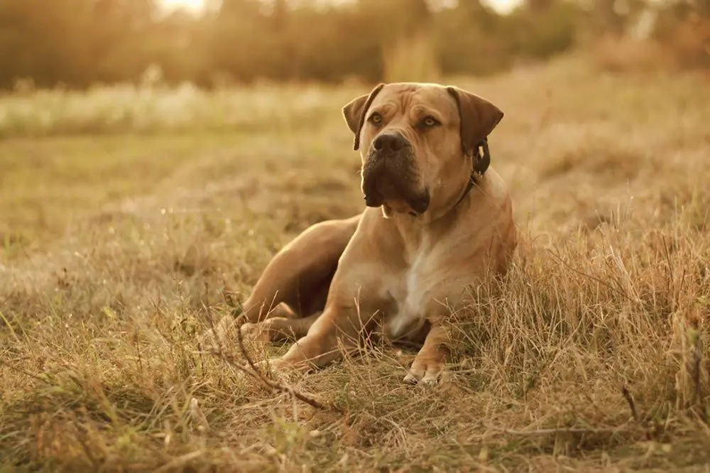 Boerboel. Características, Cuidados y Carácter