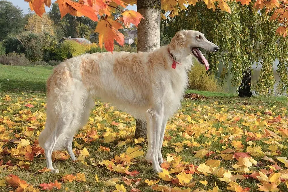 Alimentación para perros de razas grandes