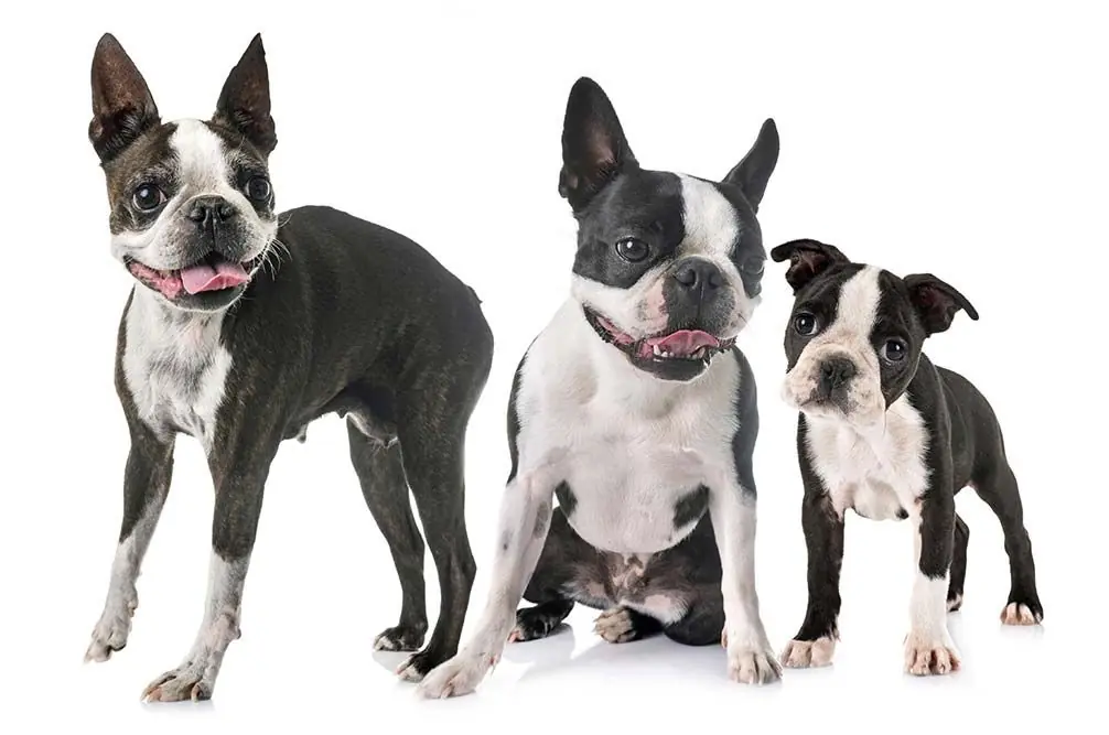 Boston terrier: características, cuidados, alimentación y carácter