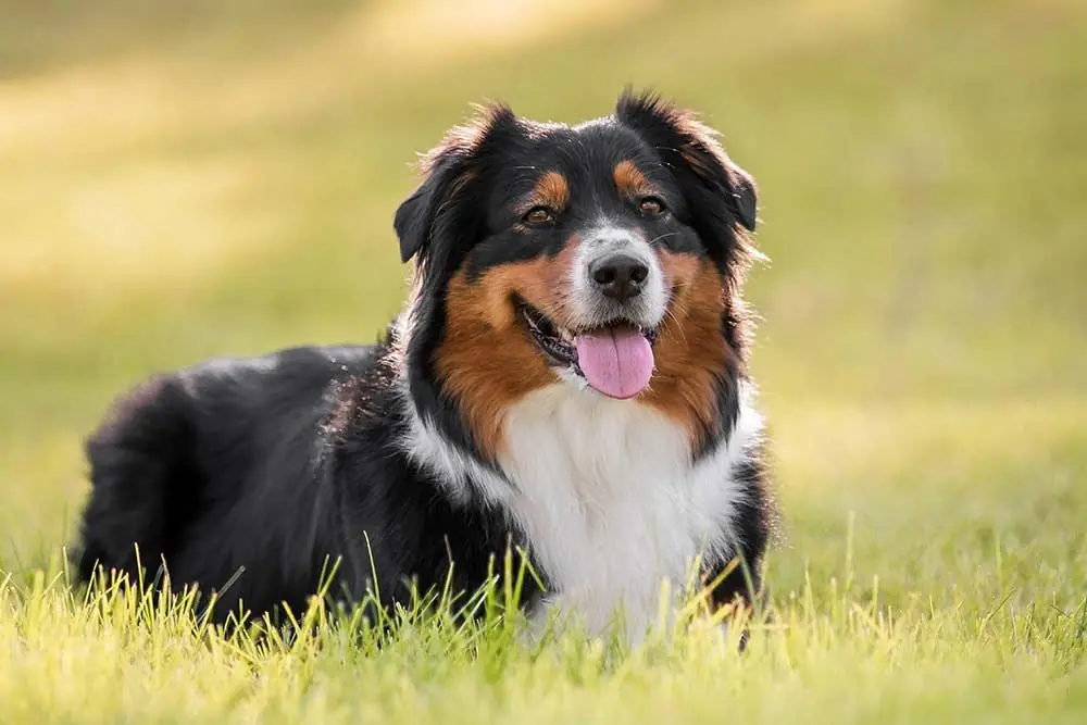 Bovaro del Bernese: caratteristiche, cure, alimentazione e carattere