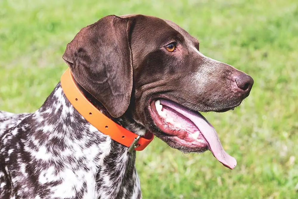 Braco alemán de pelo corto: características, cuidados, alimentación y carácter