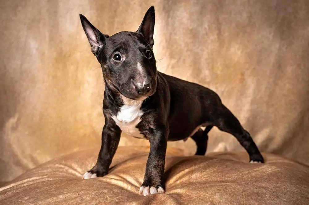 Bull Terrier Inglés Miniatura: características, cuidados, alimentación y carácter