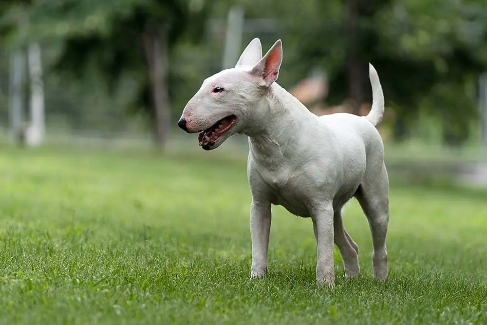 Bull terrier inglés: características, cuidados, alimentación y carácter