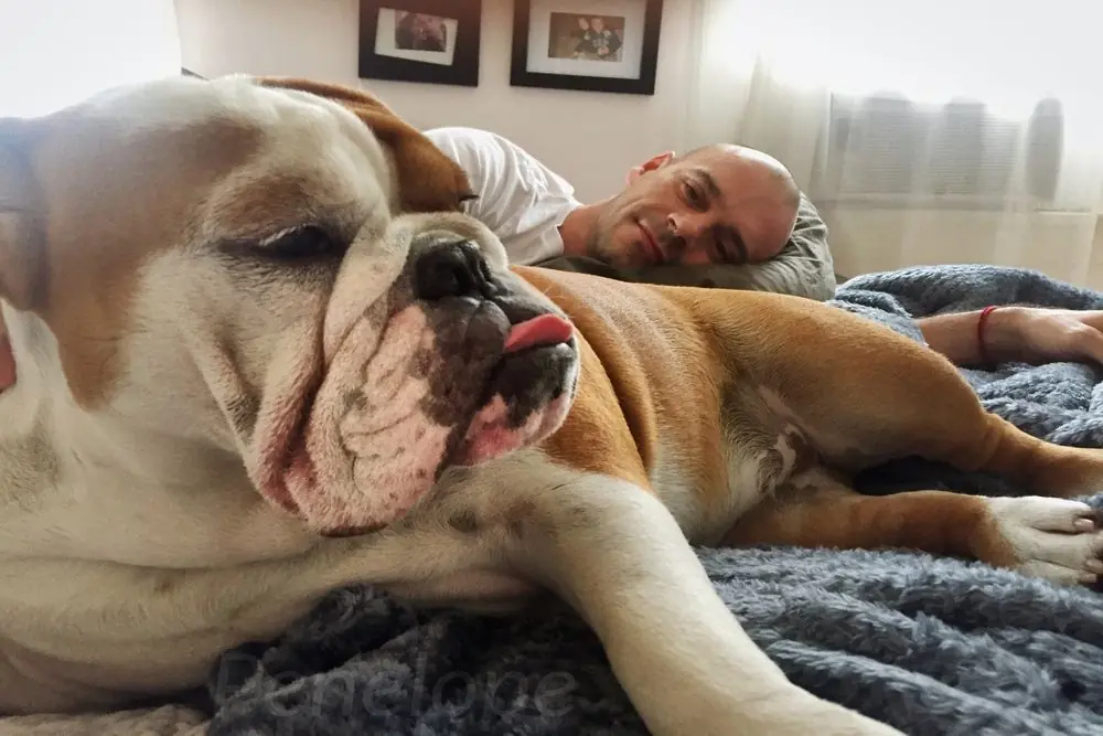 Bulldog Inglés descansando junto a su dueño en casa.