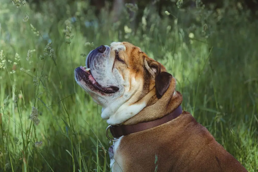 Bulldog Inglés percibiendo aromas al aire libre.